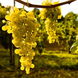 global-fine-selections01